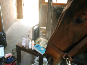 Tratamiento de caballos con EPTE Electrólisis Percutánea Terapéutica