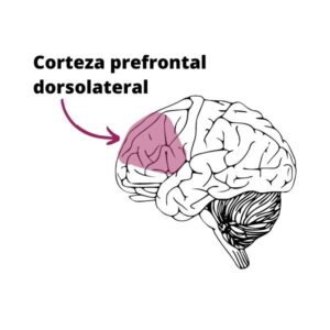 Corteza prefrontal dorsolateral